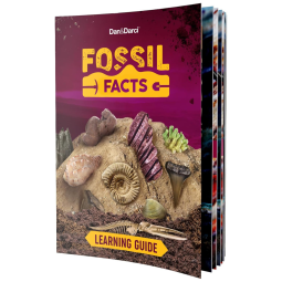 Kit de Escavação de 15 Ossos de Dinossauros Reais para Crianças de 4 a 12 anos, DAN DARCI, Vermelho