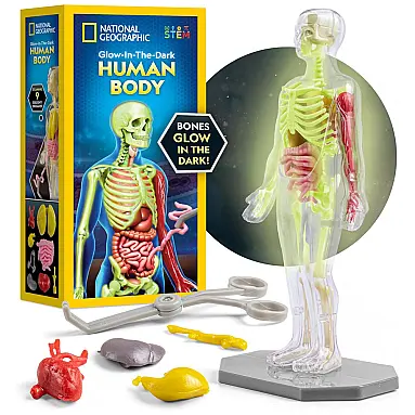 Modelo do Corpo Humano da