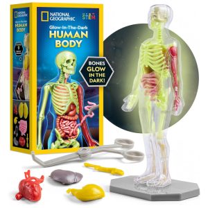 Modelo do Corpo Humano da National Geographic para Crianças que Brilha no Escuro - Kit Interativo de Anatomia com 32 Peças de Ossos Blue Marble